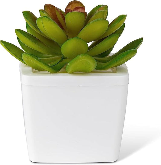 ZendoZones Succulent Fruit Fly Trap – Dark Green Design with White Base – Eco-Friendly Indoor Fruit Fly Control – Easy-to-Use Decorative Trap