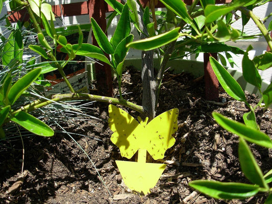 Yellow Dual Sticky Fly Traps 10-Pack for Gnat Whiteflies Fungus Gnats Flying Insects - Houseplant Disposable Glue Trappers Save a Garden Butterfly Shape