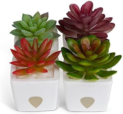 ZendoZones Succulent Fruit Fly Trap – Joyful Janet Design with White Base – Eco-Friendly Indoor Fruit Fly Control – Easy-to-Use Decorative Trap