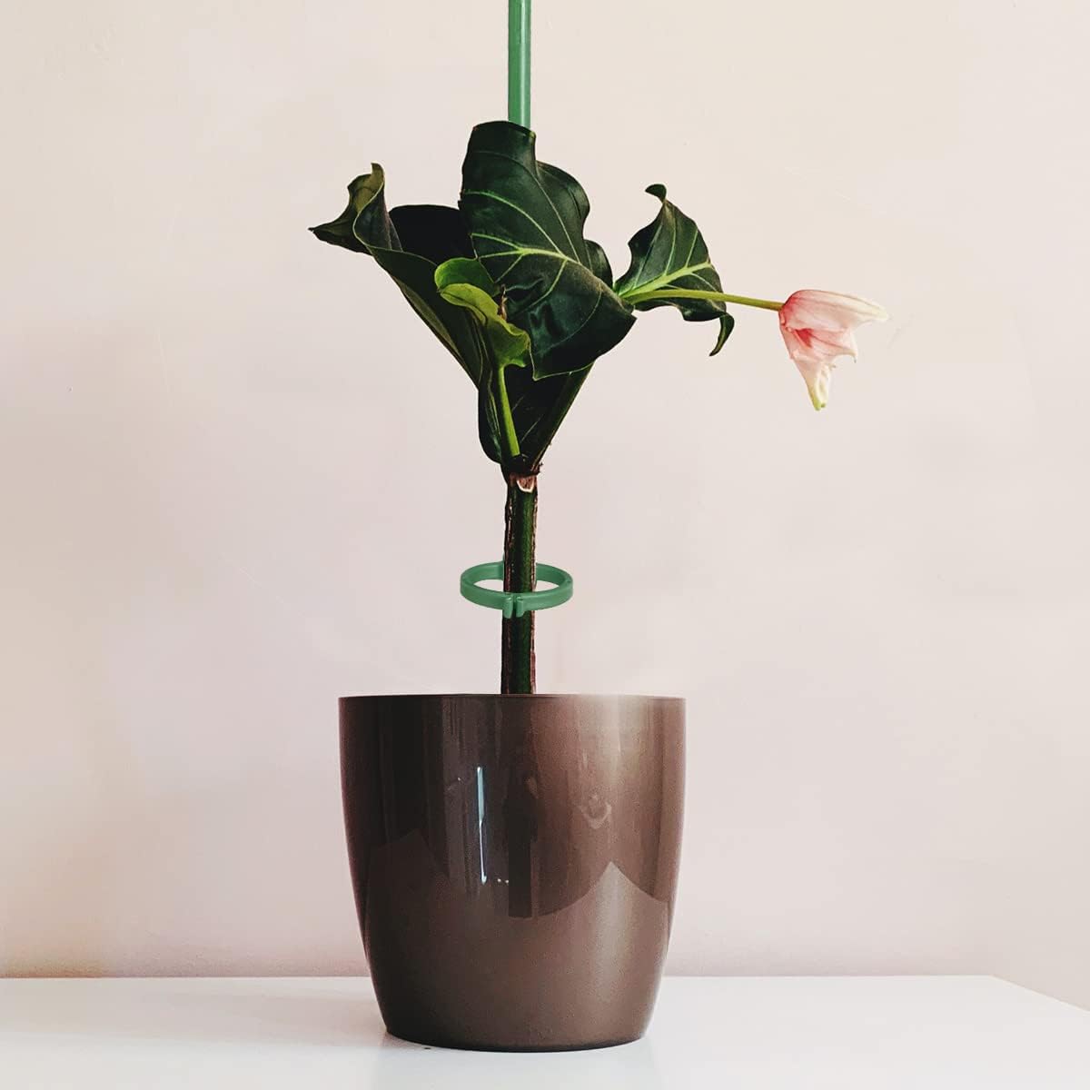 12 Inch Plant Support Stakes, with Adjustable Retaining Ring Green Plant Sticks Support Stakes for Indoor and Outdoor Plants,Flowers,Climbing(10Pcs)