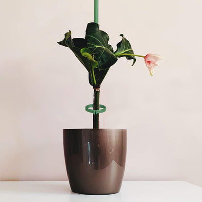 12 Inch Plant Support Stakes, with Adjustable Retaining Ring Green Plant Sticks Support Stakes for Indoor and Outdoor Plants,Flowers,Climbing(10Pcs)