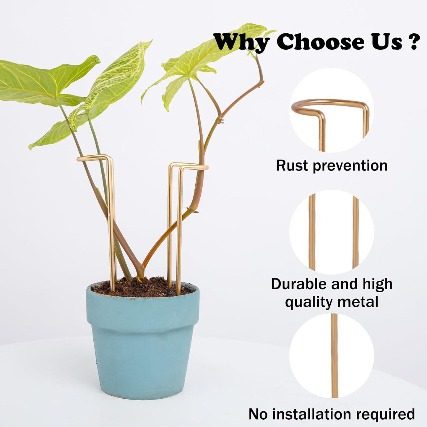 10 Pack Indoor Plant Support for Monstera Trellis Stakes and Stem Holder - Perfect for Small Indoor Plants, Desktop Gardens & Flower Shelf Use, Easy to Set Up and Efficient Support