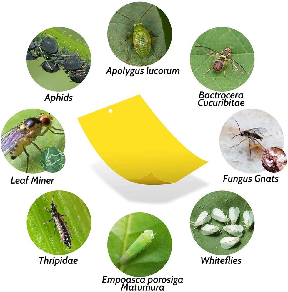 Kensizer 10-Pack Fruit Fly Trap, Yellow Sticky Gnat Trap Killer for Indoor/Outdoor Flying Plant Insect Like Fungus Gnat, Whiteflies, Aphids, Leaf Miners - 6x8 in, Twist Ties Included
