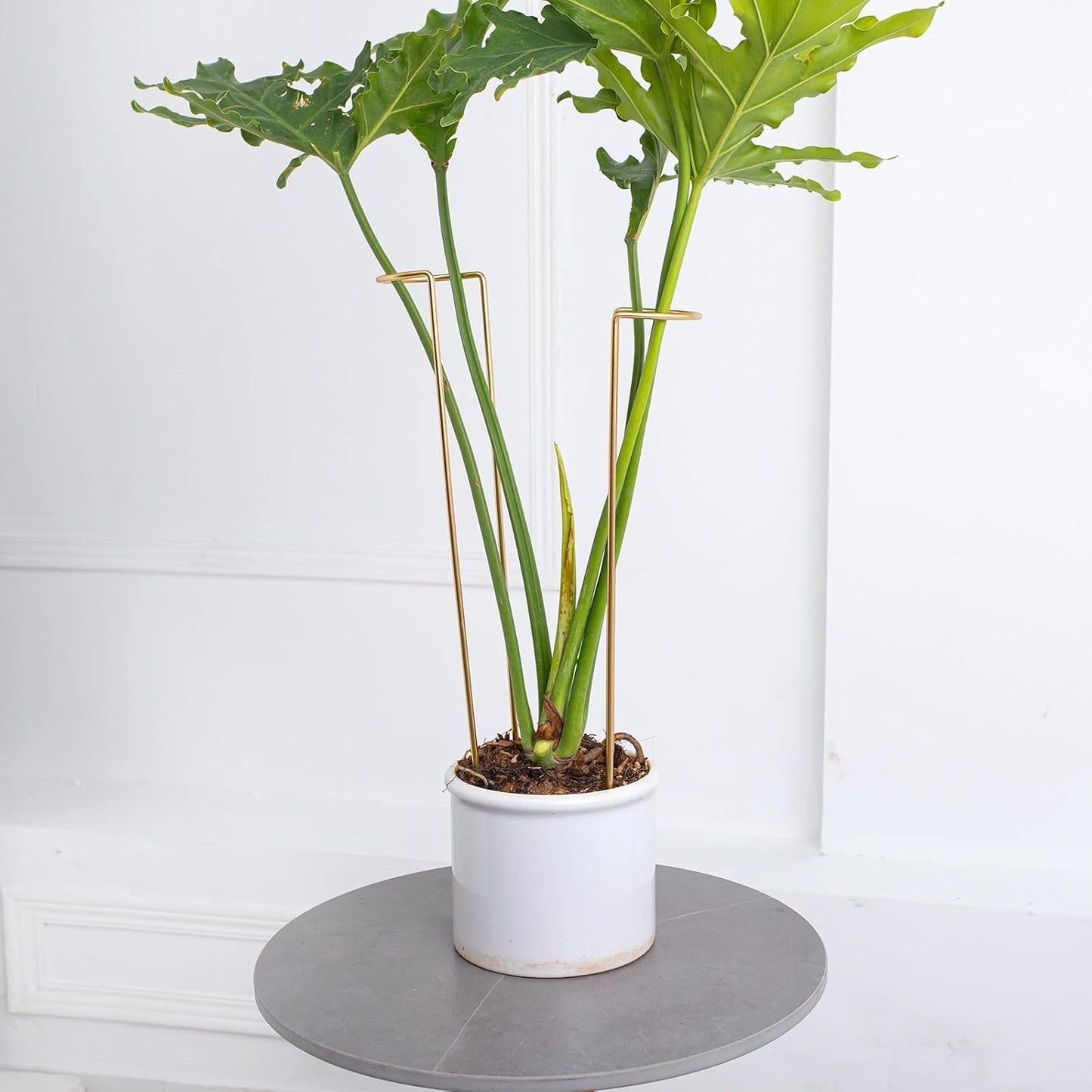 10 Pack Indoor Plant Support for Monstera Trellis Stakes and Stem Holder - Perfect for Small Indoor Plants, Desktop Gardens & Flower Shelf Use, Easy to Set Up and Efficient Support