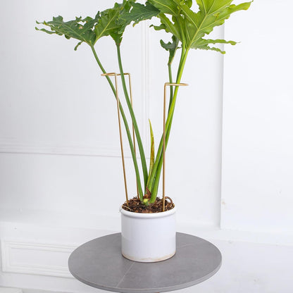 10 Pack Indoor Plant Support for Monstera Trellis Stakes and Stem Holder - Perfect for Small Indoor Plants, Desktop Gardens & Flower Shelf Use, Easy to Set Up and Efficient Support
