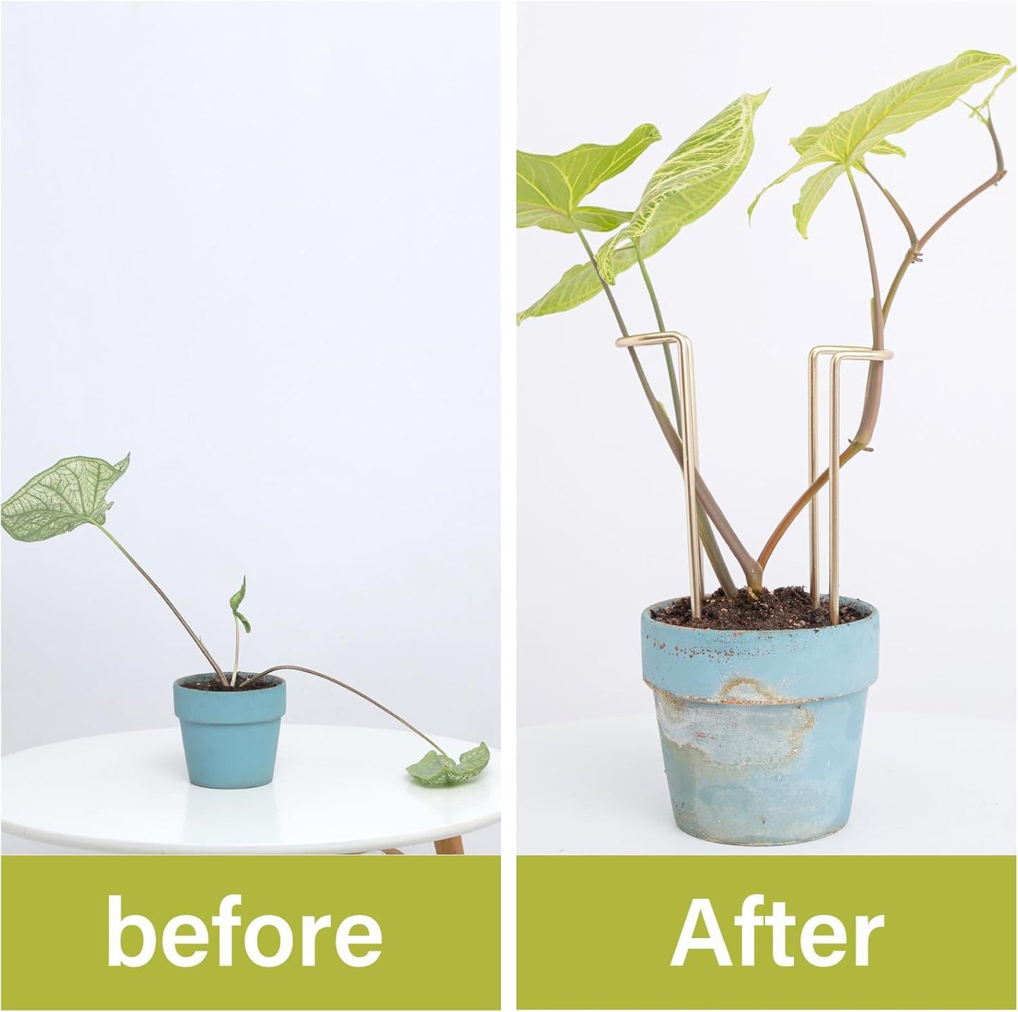 10 Pack Indoor Plant Support for Monstera Trellis Stakes and Stem Holder - Perfect for Small Indoor Plants, Desktop Gardens & Flower Shelf Use, Easy to Set Up and Efficient Support