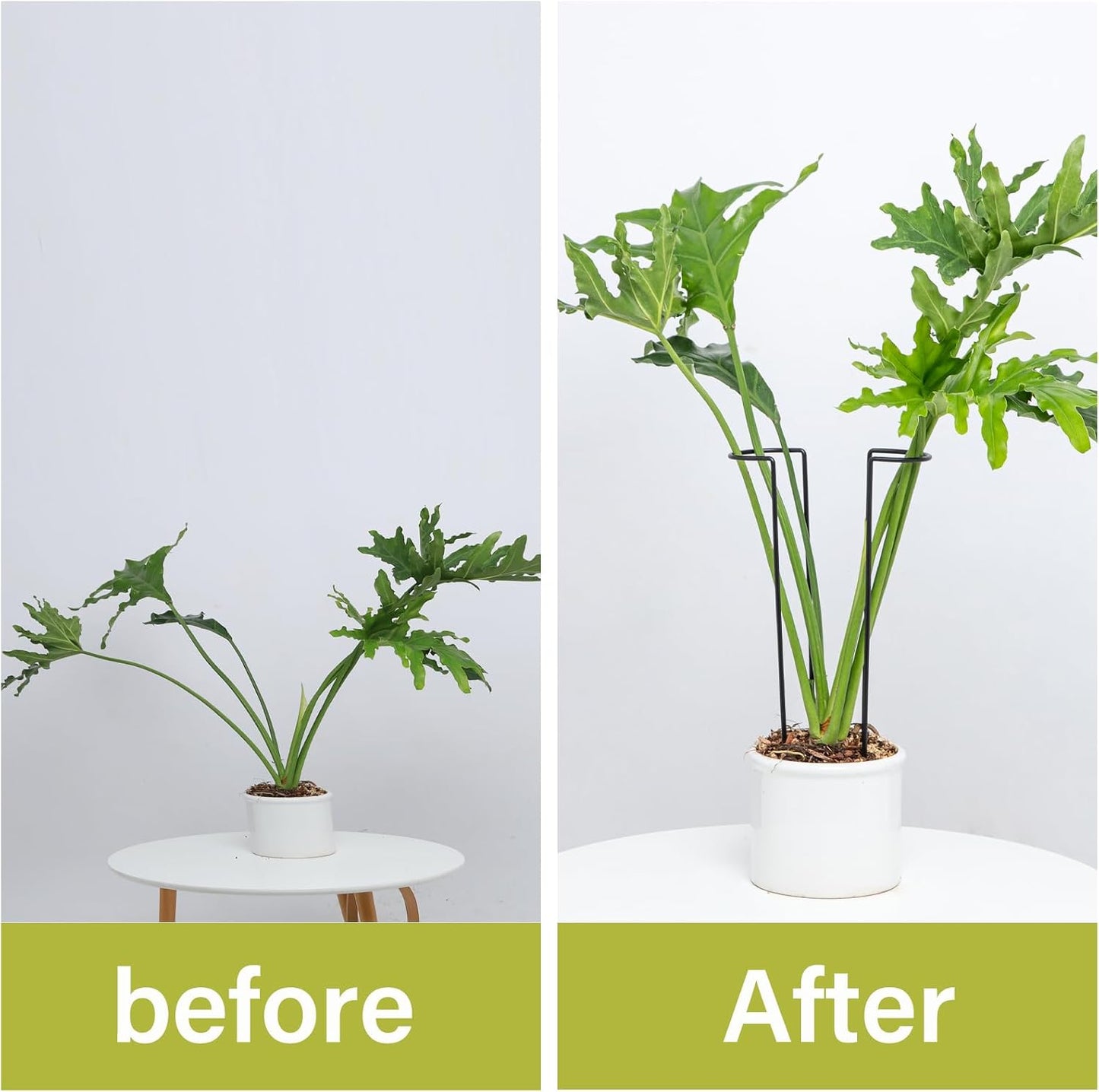 10 Pack Indoor Plant Support for Monstera Trellis Stakes and Stem Holder - Perfect for Small Indoor Plants, Desktop Gardens & Flower Shelf Use, Easy to Set Up and Efficient Support