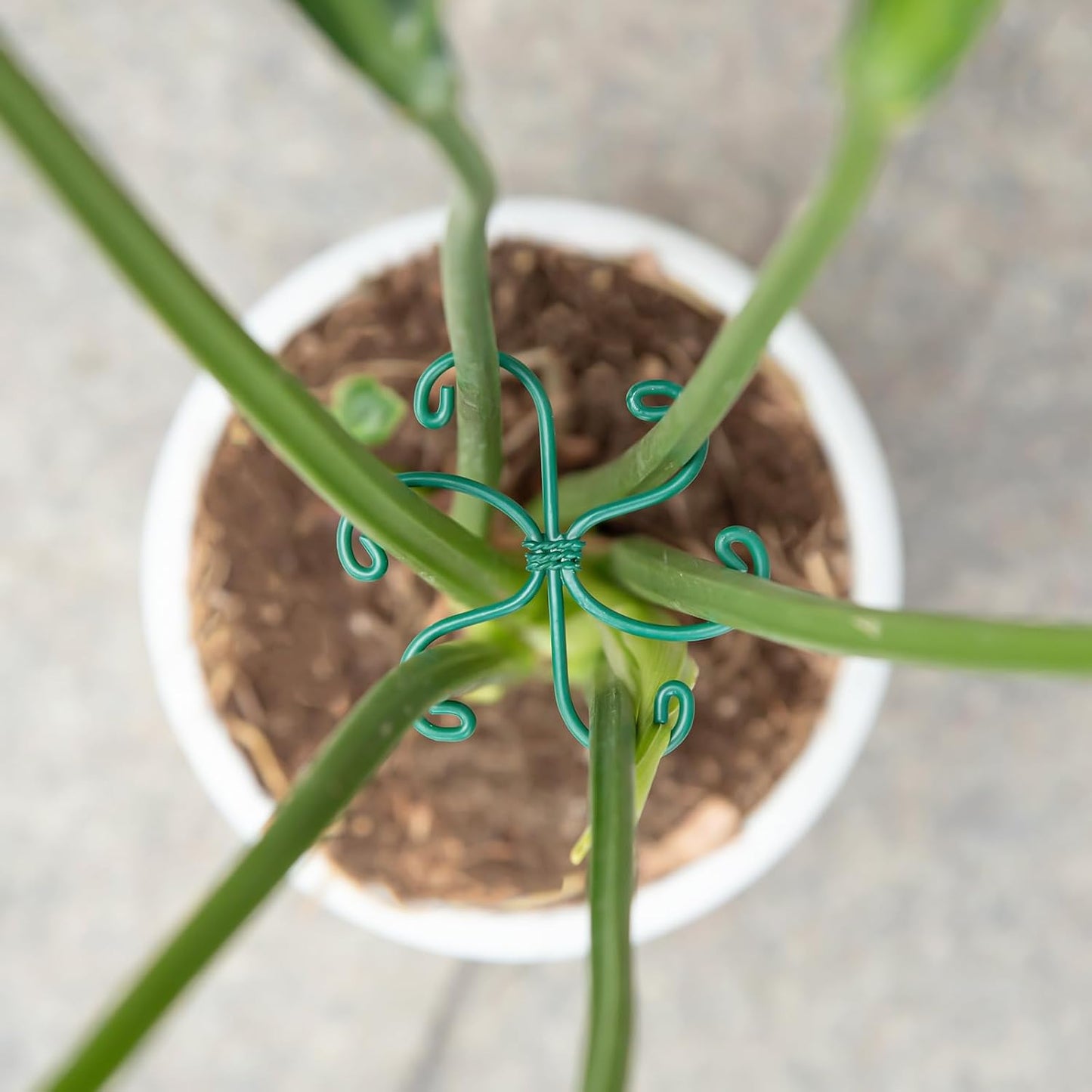 Yohsnor Monstera Plant Stem Support System - 5 Piece Set (5.5x4.7in) | Durable Plant Support Stakes for Climbing Plants & Fishbone Cactus | Ideal Leaf Stabilizer for Indoor Plants & Monstera Care