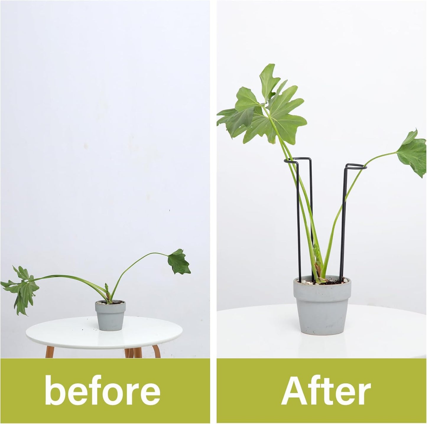 10 Pack Indoor Plant Support for Monstera Trellis Stakes and Stem Holder - Perfect for Small Indoor Plants, Desktop Gardens & Flower Shelf Use, Easy to Set Up and Efficient Support