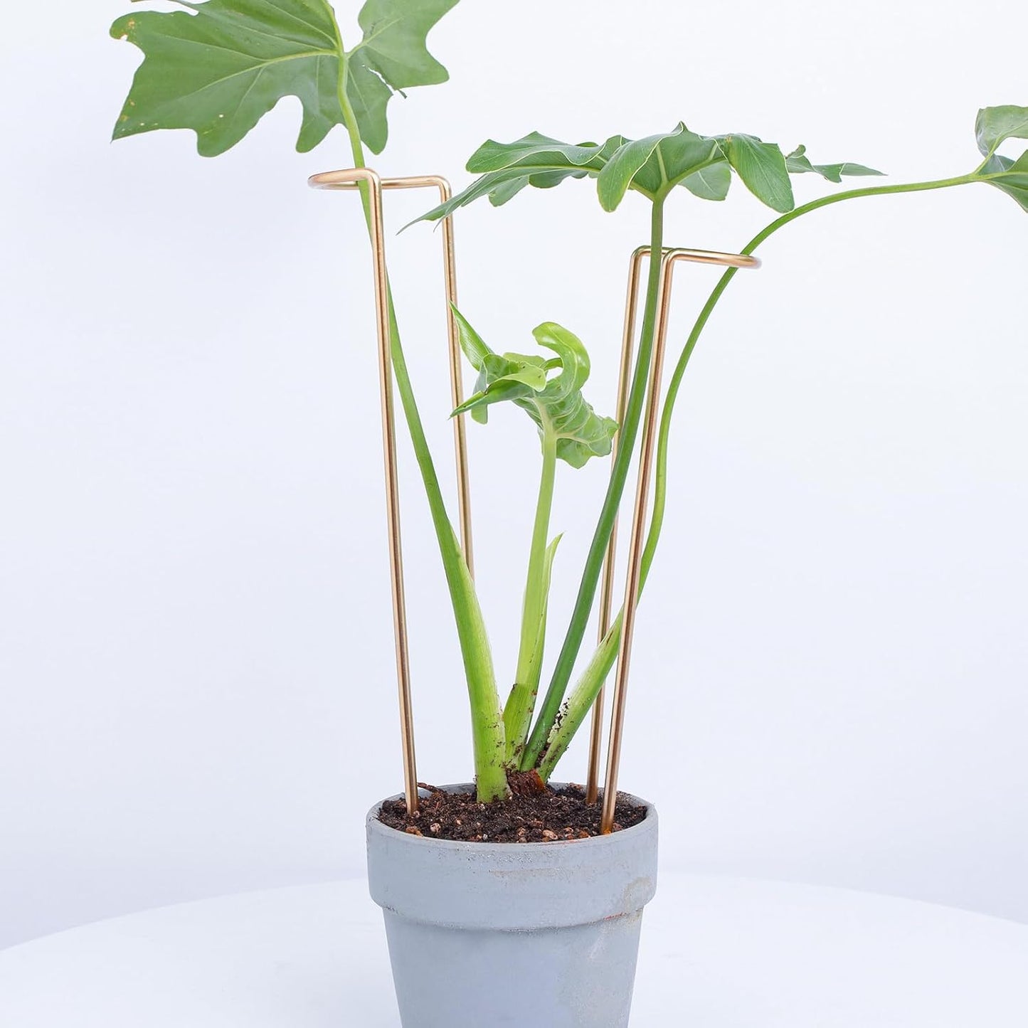 10 Pack Indoor Plant Support for Monstera Trellis Stakes and Stem Holder - Perfect for Small Indoor Plants, Desktop Gardens & Flower Shelf Use, Easy to Set Up and Efficient Support