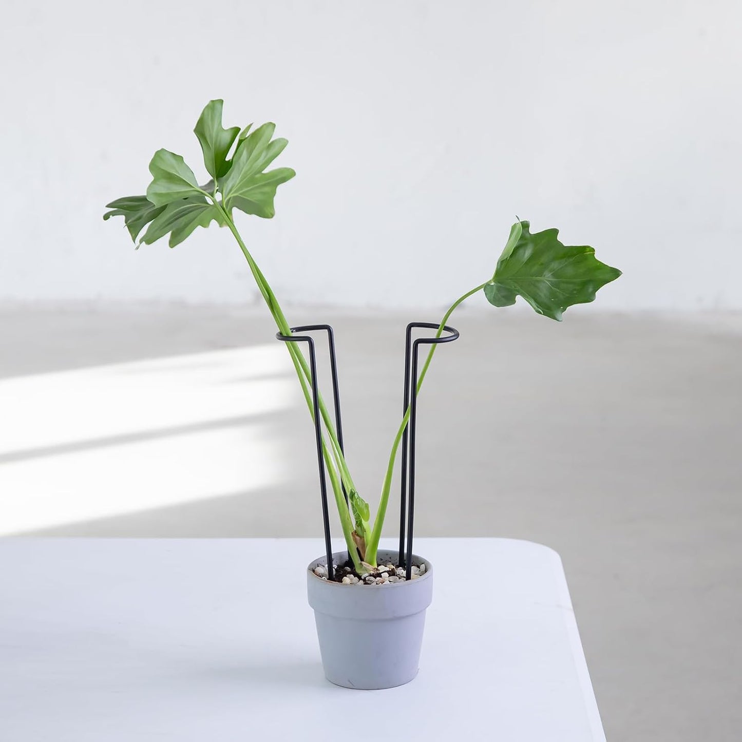 10 Pack Indoor Plant Support for Monstera Trellis Stakes and Stem Holder - Perfect for Small Indoor Plants, Desktop Gardens & Flower Shelf Use, Easy to Set Up and Efficient Support