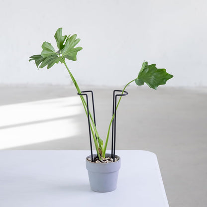 10 Pack Indoor Plant Support for Monstera Trellis Stakes and Stem Holder - Perfect for Small Indoor Plants, Desktop Gardens & Flower Shelf Use, Easy to Set Up and Efficient Support