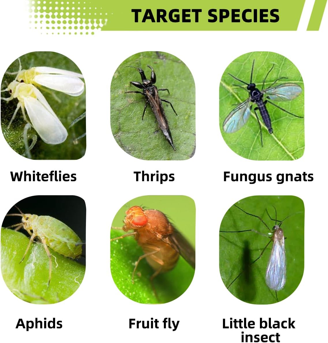 36 Pcs Sticky Traps for Fungus Gnat, Fruit Fly, Whitefly, Yellow | Indoor/Outdoor Use, For Plants & Kitchen, High-End Glue, Insect Catcher