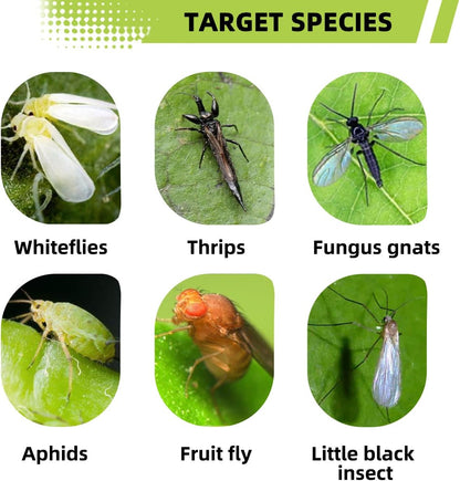 36 Pcs Sticky Traps for Fungus Gnat, Fruit Fly, Whitefly, Yellow | Indoor/Outdoor Use, For Plants & Kitchen, High-End Glue, Insect Catcher