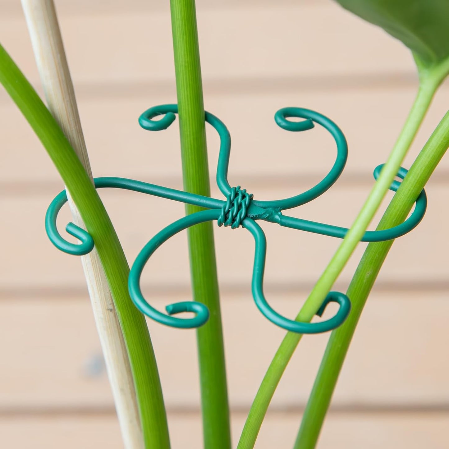 Yohsnor Monstera Plant Stem Support System - 5 Piece Set (5.5x4.7in) | Durable Plant Support Stakes for Climbing Plants & Fishbone Cactus | Ideal Leaf Stabilizer for Indoor Plants & Monstera Care