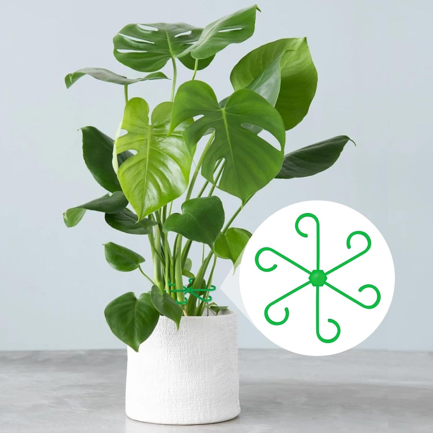 Brimoon 8pcs Plant Stem Support for Indoor Plants, 4 Sizes Reusable Monstera Plant Stem Stabilizer, Plant Stem Holder for Thriving Growth