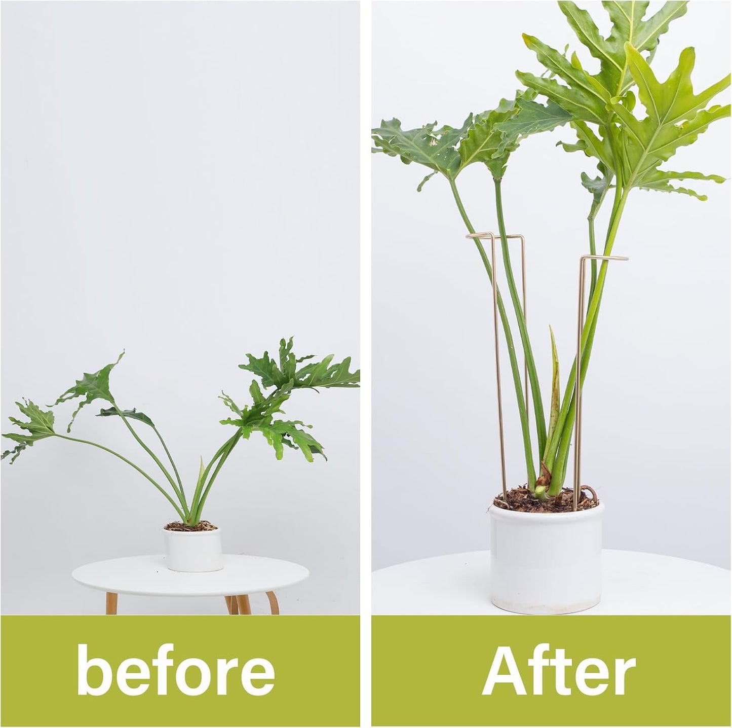10 Pack Indoor Plant Support for Monstera Trellis Stakes and Stem Holder - Perfect for Small Indoor Plants, Desktop Gardens & Flower Shelf Use, Easy to Set Up and Efficient Support