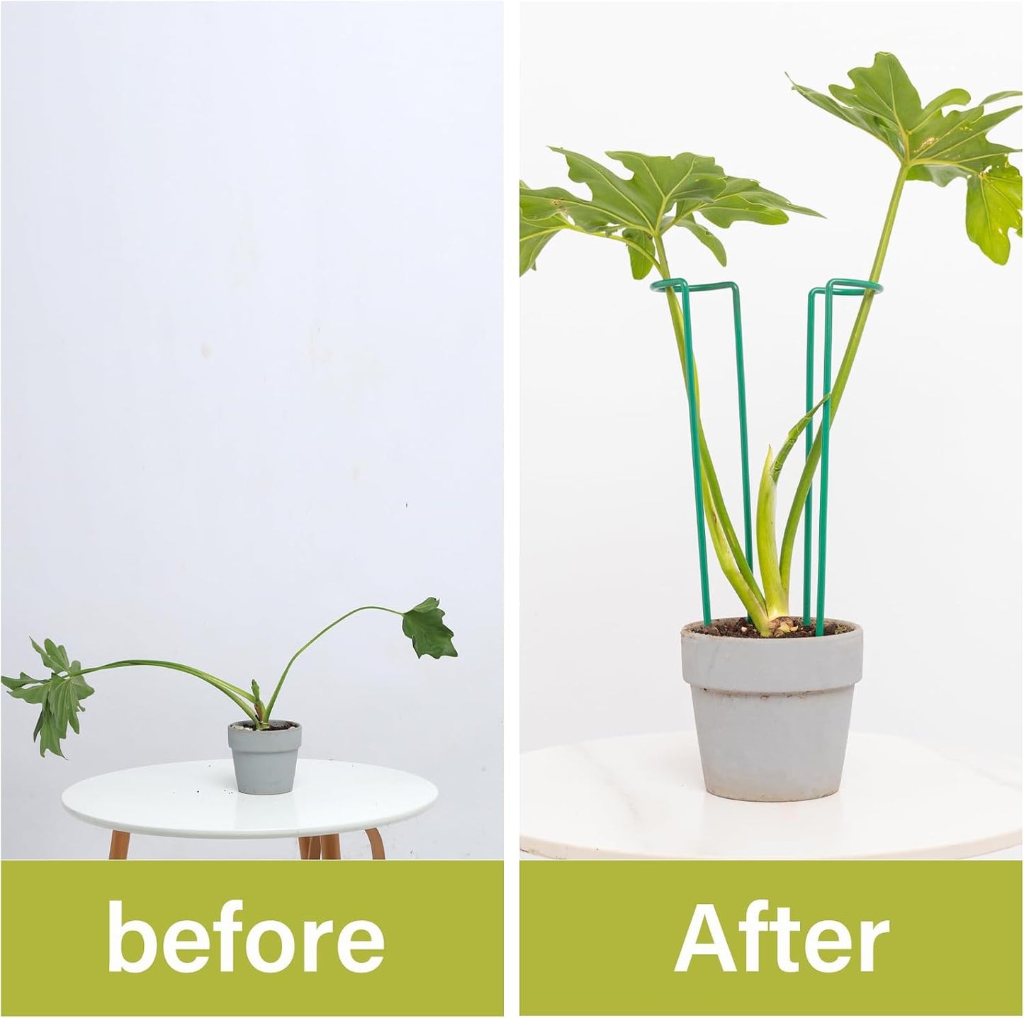 10 Pack Indoor Plant Support for Monstera Trellis Stakes and Stem Holder - Perfect for Small Indoor Plants, Desktop Gardens & Flower Shelf Use, Easy to Set Up and Efficient Support