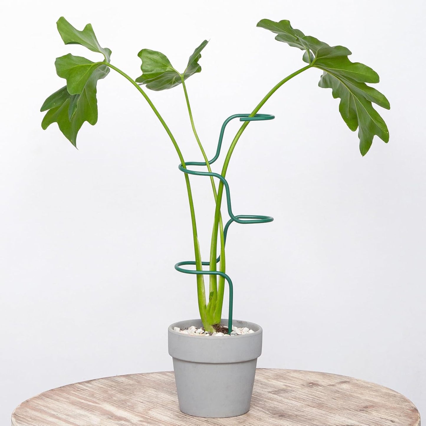 3PCS Indoor Plant Support – Durable Metal Garden Stakes for Monstera, Flowers & Herbs – 12.6 Inch Trellis for Indoor & Outdoor Plants, Easy-to-Use Support Structures