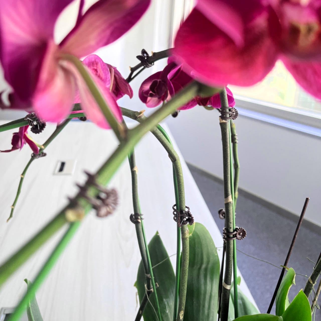 16 Inch Orchid Stakes Pack of 20, Plant Support Stake Bendable Orchid Stick