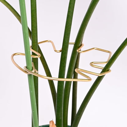 5PCS Monstera Plant Stem Support Stakes - 5.5 * 5.5IN Metal Supports for Monstera and Fishbone Cactus, Sturdy Frame, Easy Installation, Flexible Protection for Healthy Growth Indoors