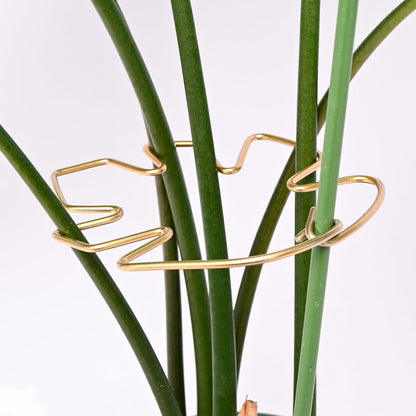 Yohsnor Monstera Plant Stem Support System - 5 Piece Set (5.5x4.7in) | Durable Plant Support Stakes for Climbing Plants & Fishbone Cactus | Ideal Leaf Stabilizer for Indoor Plants & Monstera Care