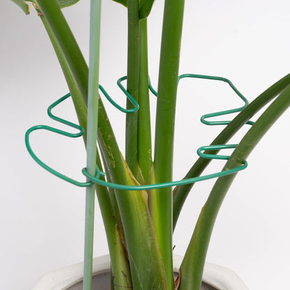 Yohsnor Monstera Plant Stem Support System - 5 Piece Set (5.5x4.7in) | Durable Plant Support Stakes for Climbing Plants & Fishbone Cactus | Ideal Leaf Stabilizer for Indoor Plants & Monstera Care
