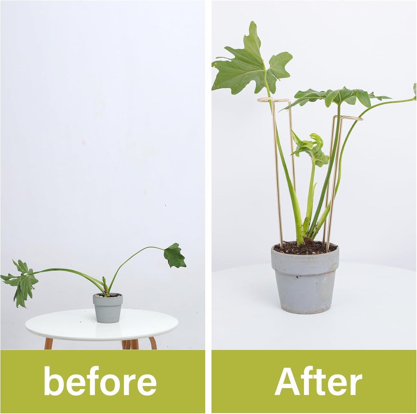 10 Pack Indoor Plant Support for Monstera Trellis Stakes and Stem Holder - Perfect for Small Indoor Plants, Desktop Gardens & Flower Shelf Use, Easy to Set Up and Efficient Support