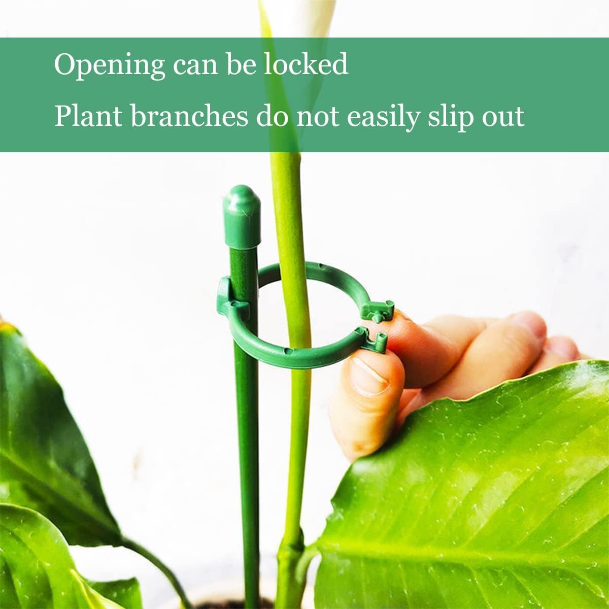 Belit 8 Pack Small Plant Support Plant Stakes, Garden Flowers Green Plant Support Ring, Planter Support Ring for Schlumbergera, Clivia, Vegetables, 5.5" Wide x 9.8" High