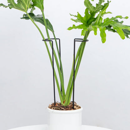 10 Pack Indoor Plant Support for Monstera Trellis Stakes and Stem Holder - Perfect for Small Indoor Plants, Desktop Gardens & Flower Shelf Use, Easy to Set Up and Efficient Support