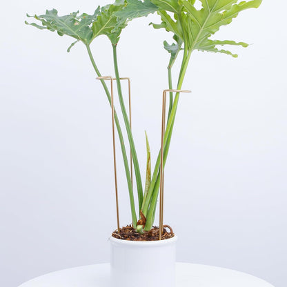 10 Pack Indoor Plant Support for Monstera Trellis Stakes and Stem Holder - Perfect for Small Indoor Plants, Desktop Gardens & Flower Shelf Use, Easy to Set Up and Efficient Support