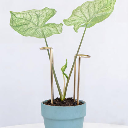 10 Pack Indoor Plant Support for Monstera Trellis Stakes and Stem Holder - Perfect for Small Indoor Plants, Desktop Gardens & Flower Shelf Use, Easy to Set Up and Efficient Support
