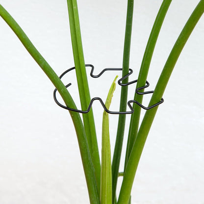 Yohsnor Monstera Plant Stem Support System - 5 Piece Set (5.5x4.7in) | Durable Plant Support Stakes for Climbing Plants & Fishbone Cactus | Ideal Leaf Stabilizer for Indoor Plants & Monstera Care