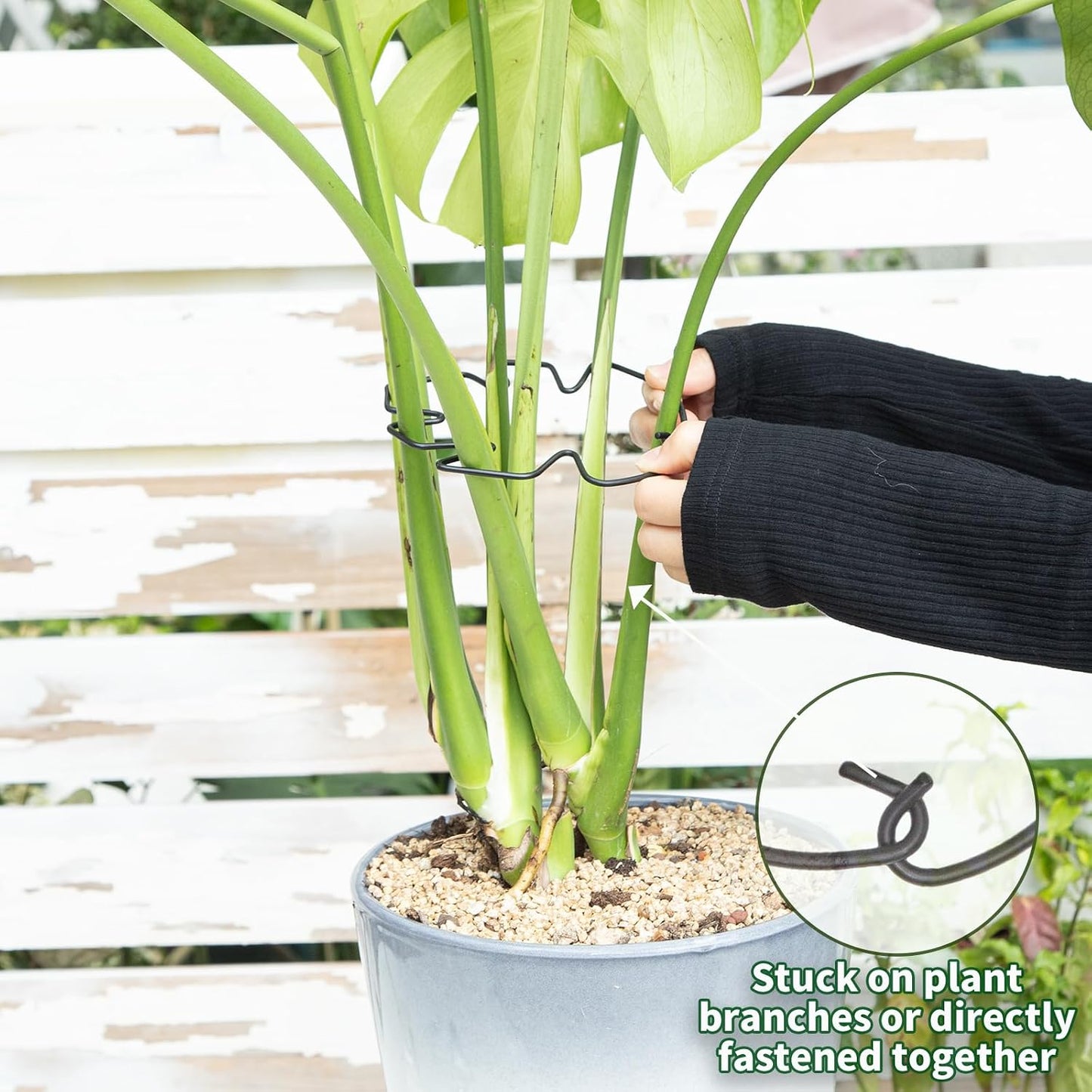 Yohsnor Monstera Plant Stem Support System - 5 Piece Set (5.5x4.7in) | Durable Plant Support Stakes for Climbing Plants & Fishbone Cactus | Ideal Leaf Stabilizer for Indoor Plants & Monstera Care