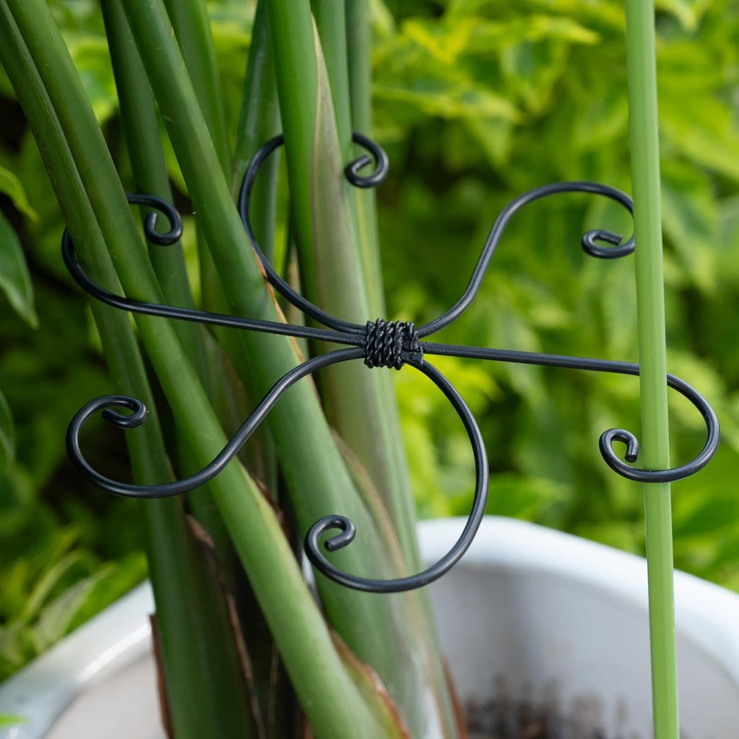 Yohsnor Monstera Plant Stem Support System - 5 Piece Set (5.5x4.7in) | Durable Plant Support Stakes for Climbing Plants & Fishbone Cactus | Ideal Leaf Stabilizer for Indoor Plants & Monstera Care