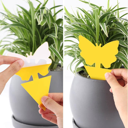 Garsum 36 Pack Fungus Gnat Traps Sticky Fruit Fly Trap Killer for Kitchen Indoor and Outdoor, Insect Fly Traps for House Plants, Whitefly, Mosquito Bits, Flying Insects