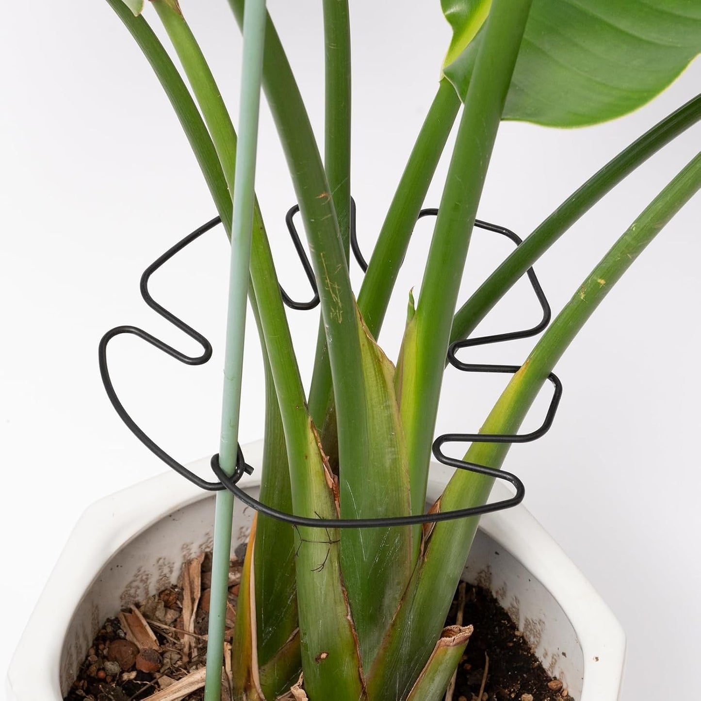 Yohsnor Monstera Plant Stem Support System - 5 Piece Set (5.5x4.7in) | Durable Plant Support Stakes for Climbing Plants & Fishbone Cactus | Ideal Leaf Stabilizer for Indoor Plants & Monstera Care