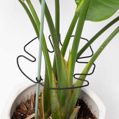 Yohsnor Monstera Plant Stem Support System - 5 Piece Set (5.5x4.7in) | Durable Plant Support Stakes for Climbing Plants & Fishbone Cactus | Ideal Leaf Stabilizer for Indoor Plants & Monstera Care