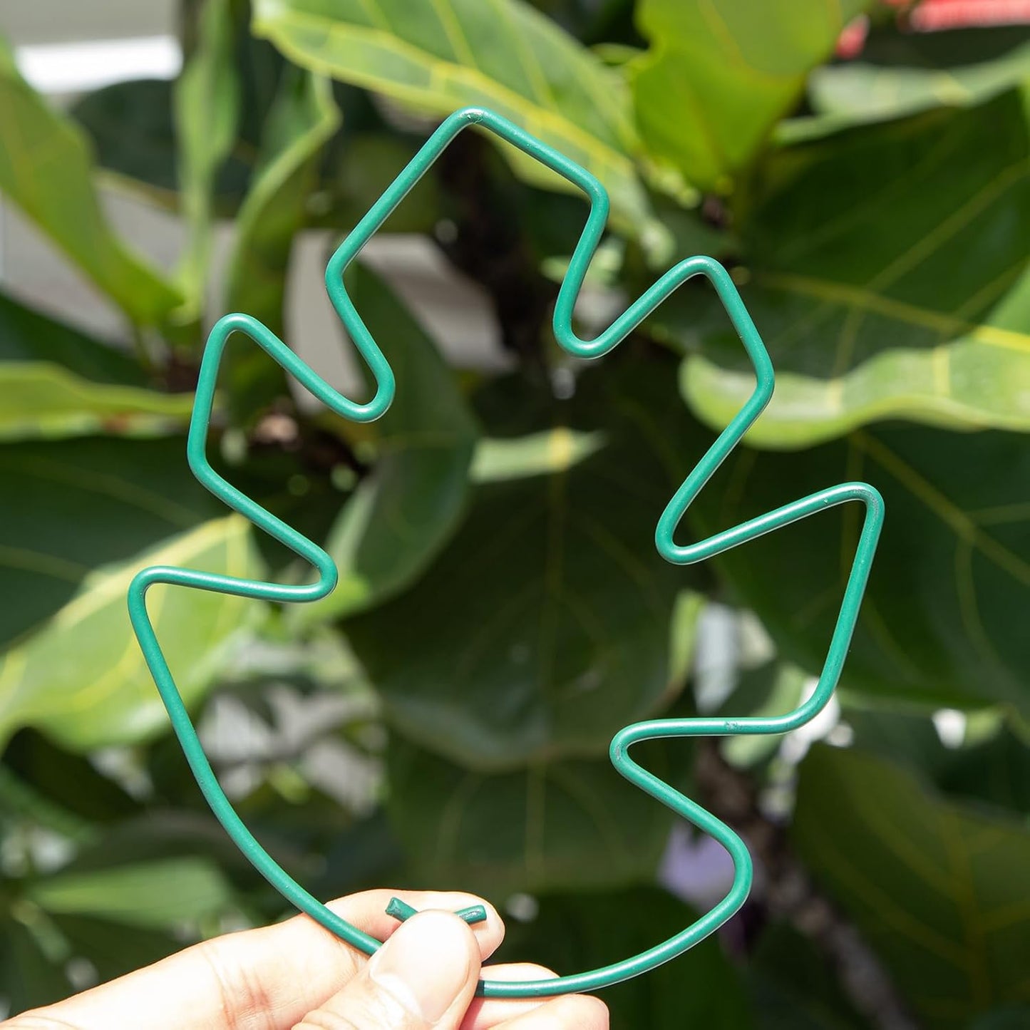 Yohsnor Monstera Plant Stem Support System - 5 Piece Set (5.5x4.7in) | Durable Plant Support Stakes for Climbing Plants & Fishbone Cactus | Ideal Leaf Stabilizer for Indoor Plants & Monstera Care