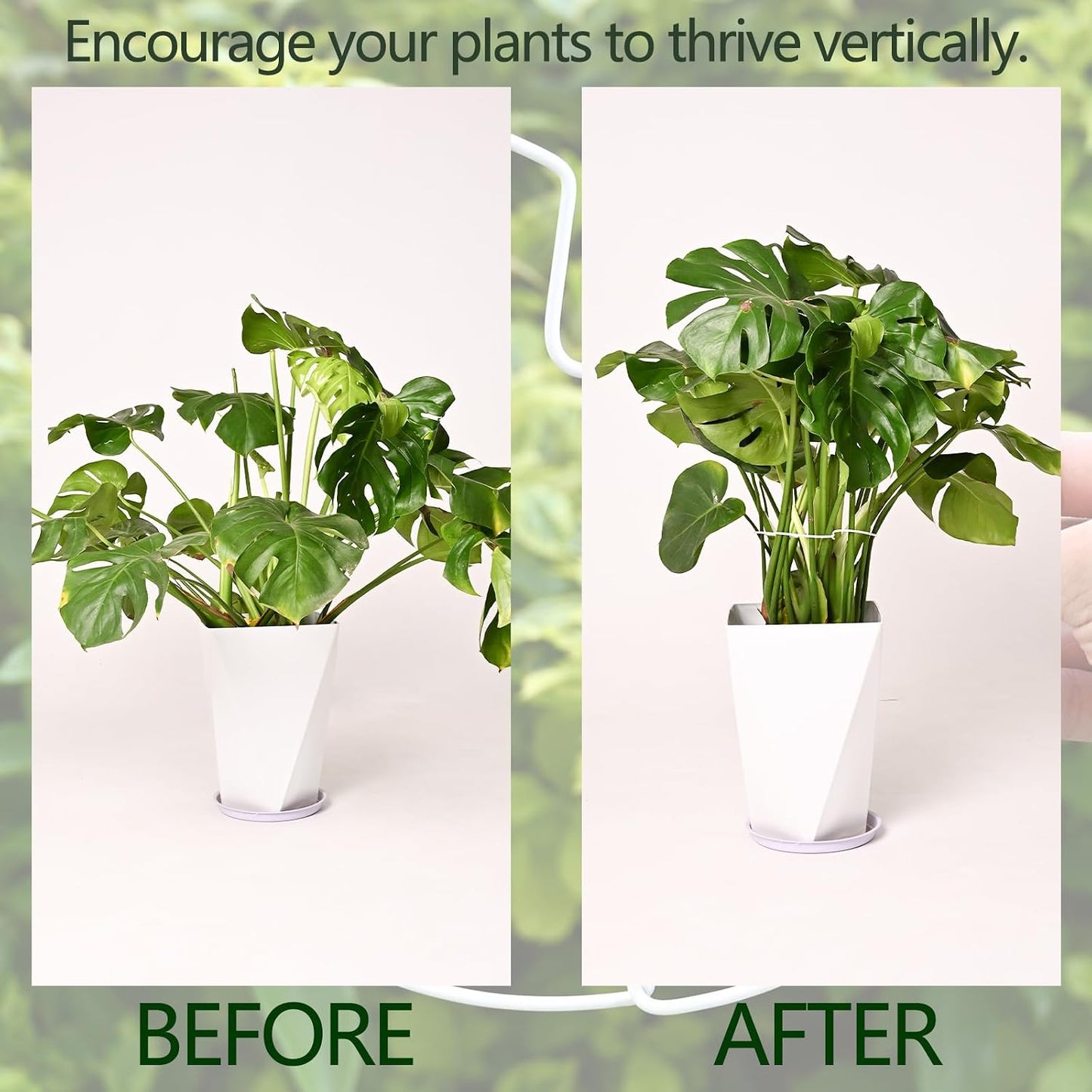 Yohsnor Monstera Plant Stem Support System - 5 Piece Set (5.5x4.7in) | Durable Plant Support Stakes for Climbing Plants & Fishbone Cactus | Ideal Leaf Stabilizer for Indoor Plants & Monstera Care