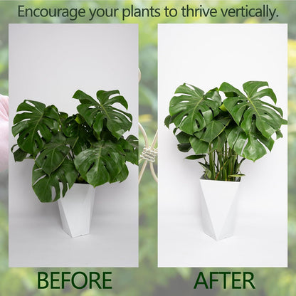 Yohsnor Monstera Plant Stem Support System - 5 Piece Set (5.5x4.7in) | Durable Plant Support Stakes for Climbing Plants & Fishbone Cactus | Ideal Leaf Stabilizer for Indoor Plants & Monstera Care