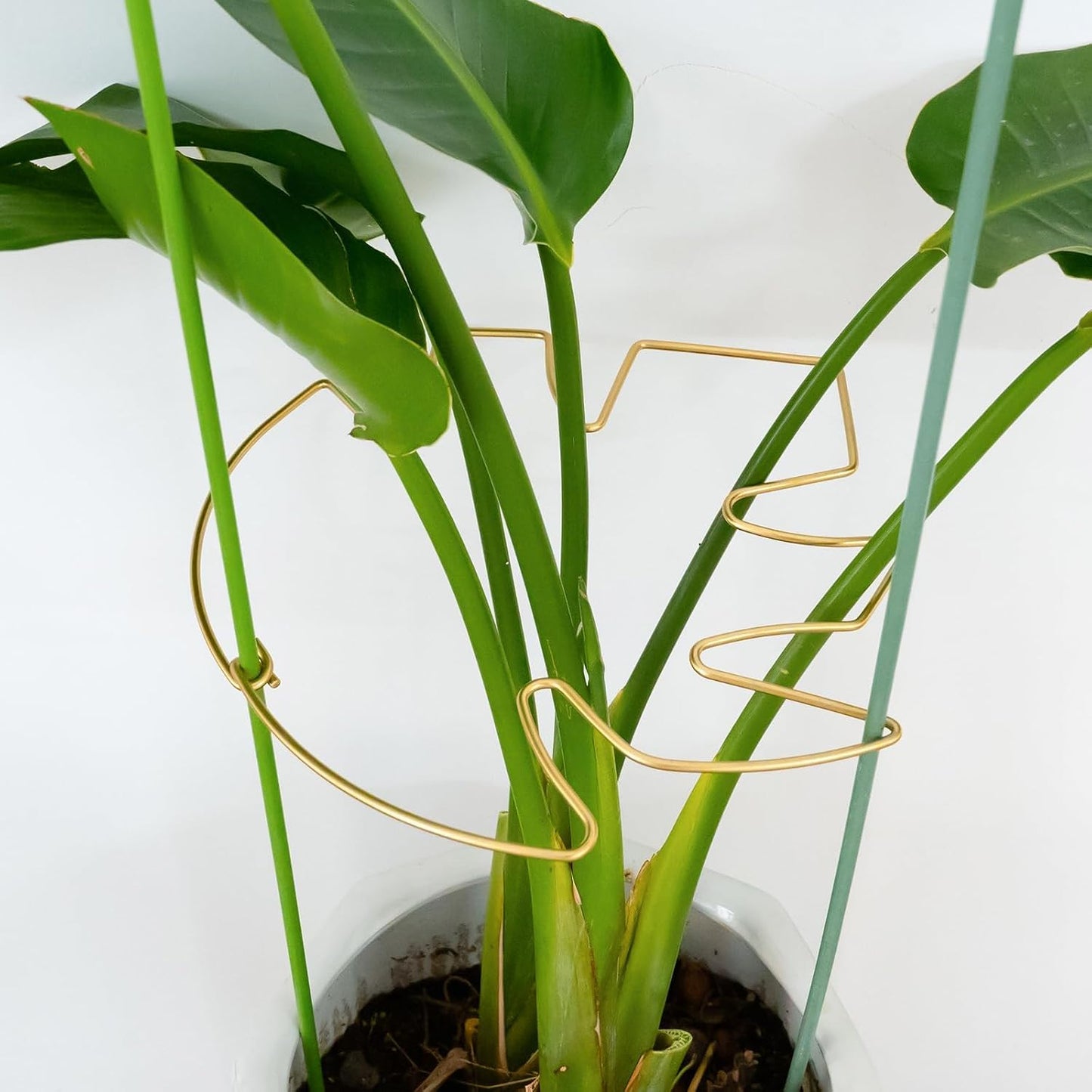 Yohsnor Monstera Plant Stem Support System - 5 Piece Set (5.5x4.7in) | Durable Plant Support Stakes for Climbing Plants & Fishbone Cactus | Ideal Leaf Stabilizer for Indoor Plants & Monstera Care