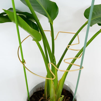 Yohsnor Monstera Plant Stem Support System - 5 Piece Set (5.5x4.7in) | Durable Plant Support Stakes for Climbing Plants & Fishbone Cactus | Ideal Leaf Stabilizer for Indoor Plants & Monstera Care