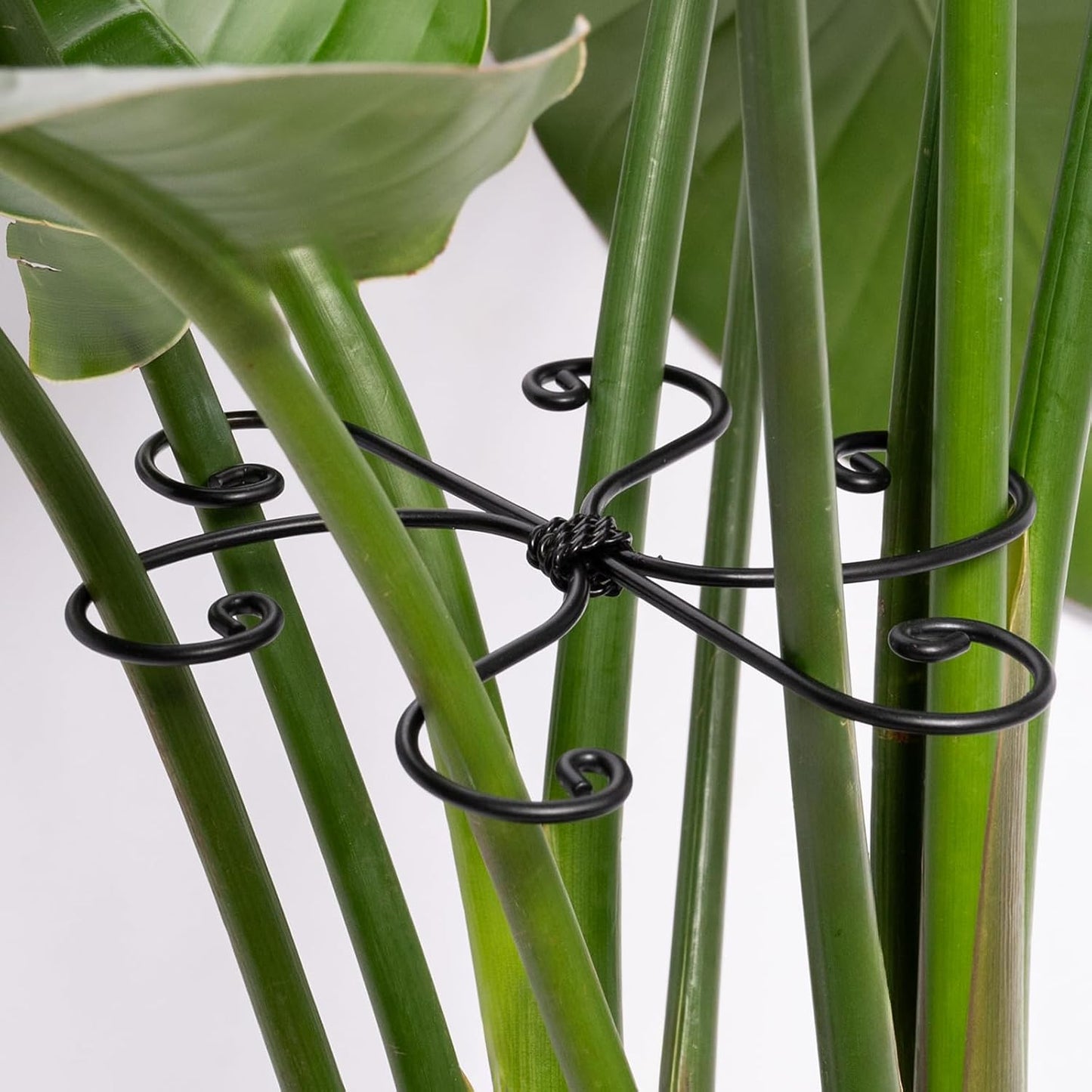 Yohsnor Monstera Plant Stem Support System - 5 Piece Set (5.5x4.7in) | Durable Plant Support Stakes for Climbing Plants & Fishbone Cactus | Ideal Leaf Stabilizer for Indoor Plants & Monstera Care