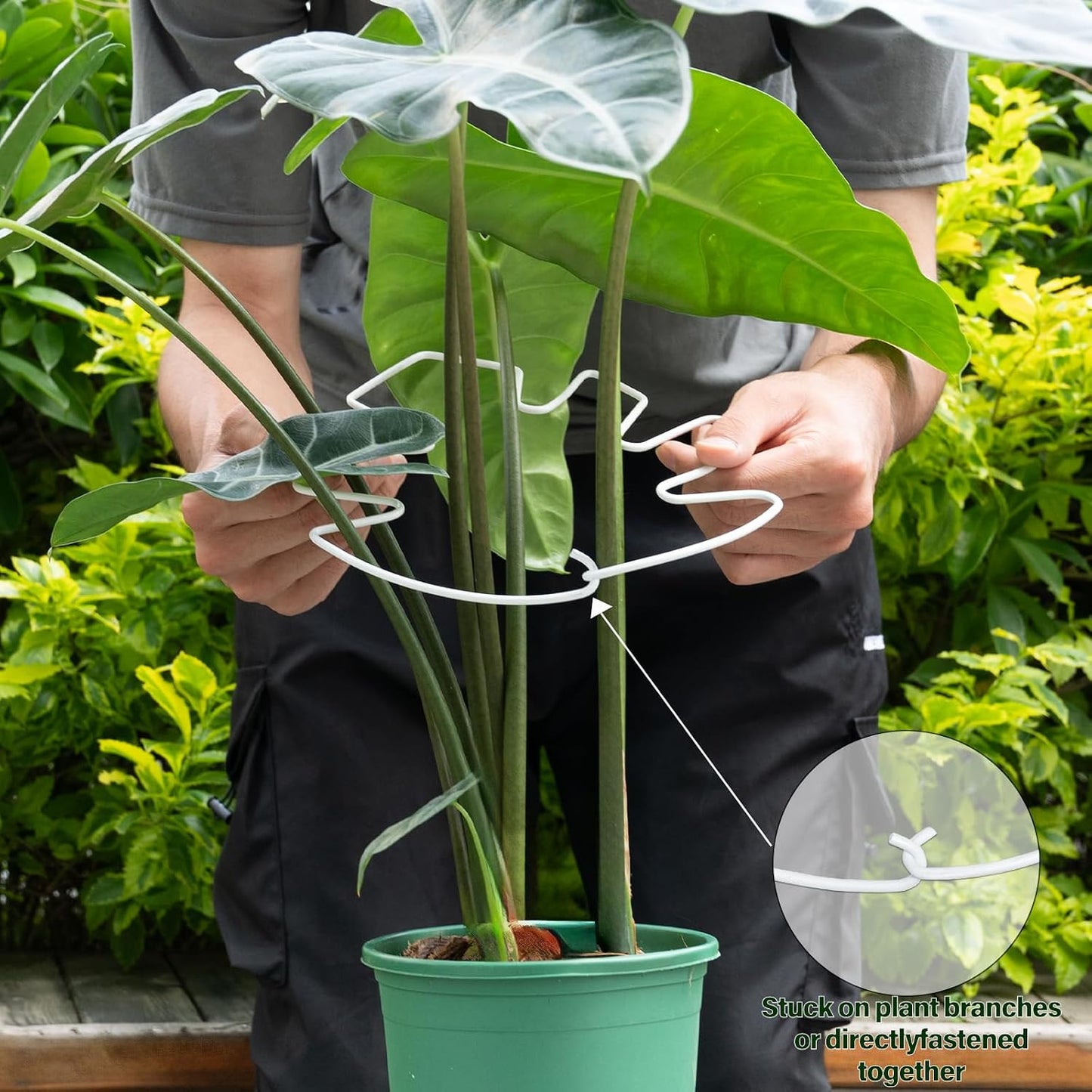 Yohsnor Monstera Plant Stem Support System - 5 Piece Set (5.5x4.7in) | Durable Plant Support Stakes for Climbing Plants & Fishbone Cactus | Ideal Leaf Stabilizer for Indoor Plants & Monstera Care