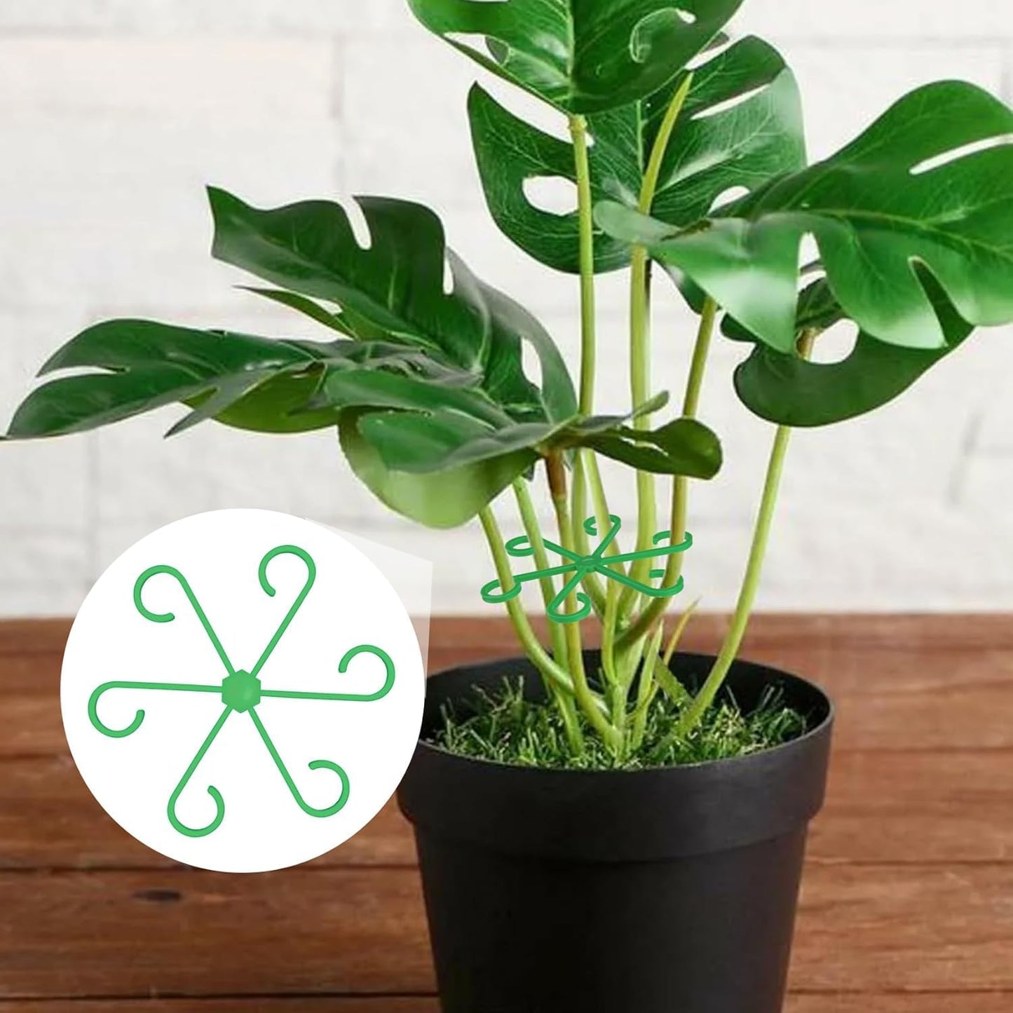 Brimoon 8pcs Plant Stem Support for Indoor Plants, 4 Sizes Reusable Monstera Plant Stem Stabilizer, Plant Stem Holder for Thriving Growth