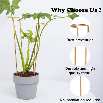 10 Pack Indoor Plant Support for Monstera Trellis Stakes and Stem Holder - Perfect for Small Indoor Plants, Desktop Gardens & Flower Shelf Use, Easy to Set Up and Efficient Support