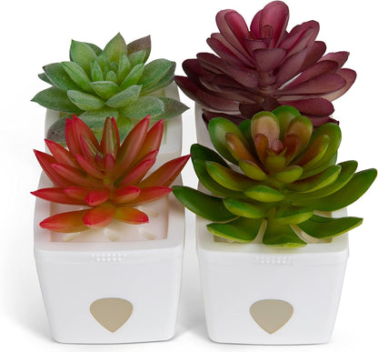ZendoZones Succulent Fruit Fly Trap – Dark Green Design with Terracotta Base – Eco-Friendly Indoor Fruit Fly Control – Easy-to-Use Decorative Trap | Eco-Friendly Lure; Decorative Dark Green Succulent Design; Refillable; Terra Cotta Base; Easy to Use