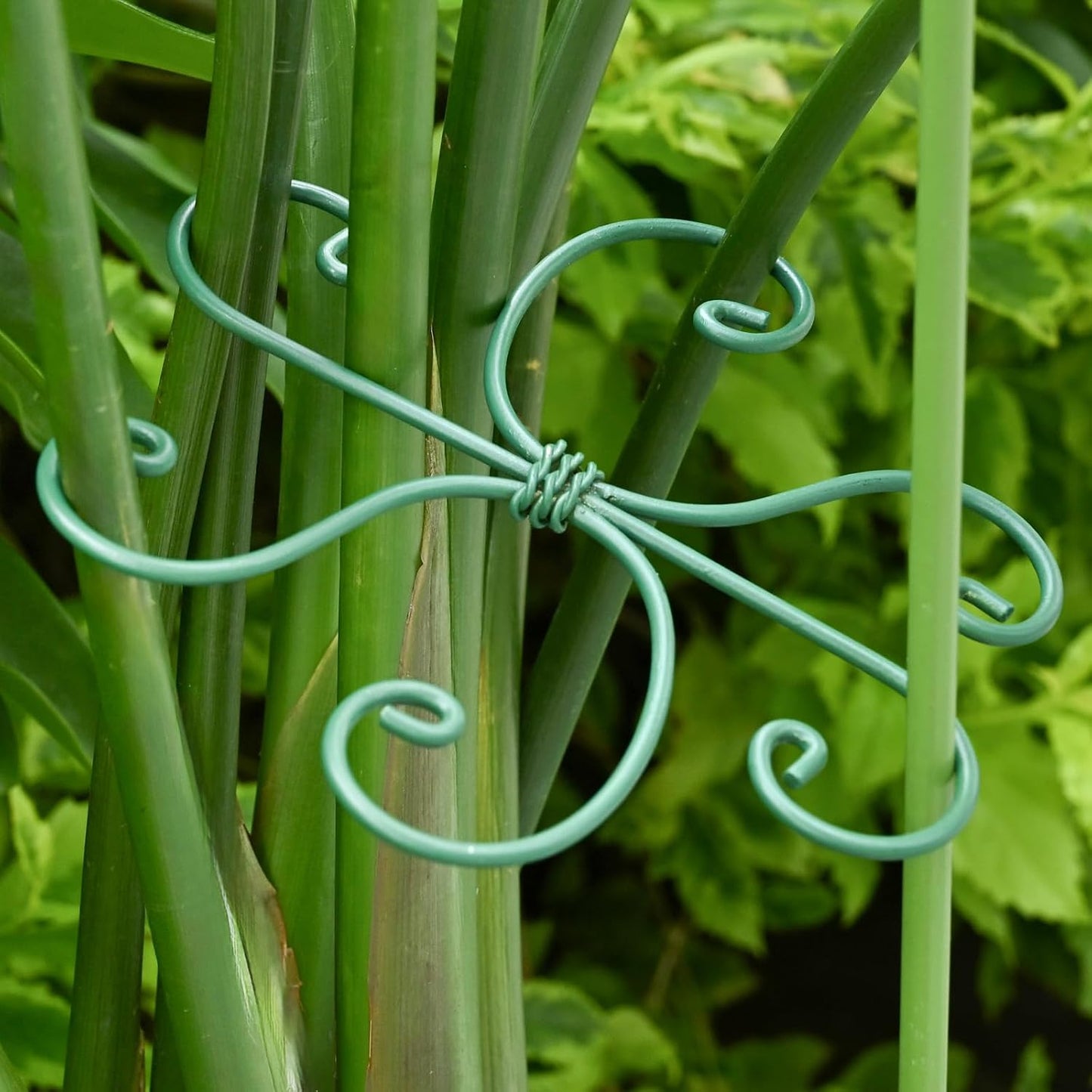 Yohsnor Monstera Plant Stem Support System - 5 Piece Set (5.5x4.7in) | Durable Plant Support Stakes for Climbing Plants & Fishbone Cactus | Ideal Leaf Stabilizer for Indoor Plants & Monstera Care