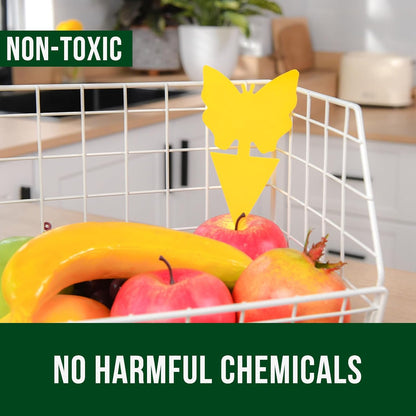 Garsum 36 Pack Fungus Gnat Traps Sticky Fruit Fly Trap Killer for Kitchen Indoor and Outdoor, Insect Fly Traps for House Plants, Whitefly, Mosquito Bits, Flying Insects